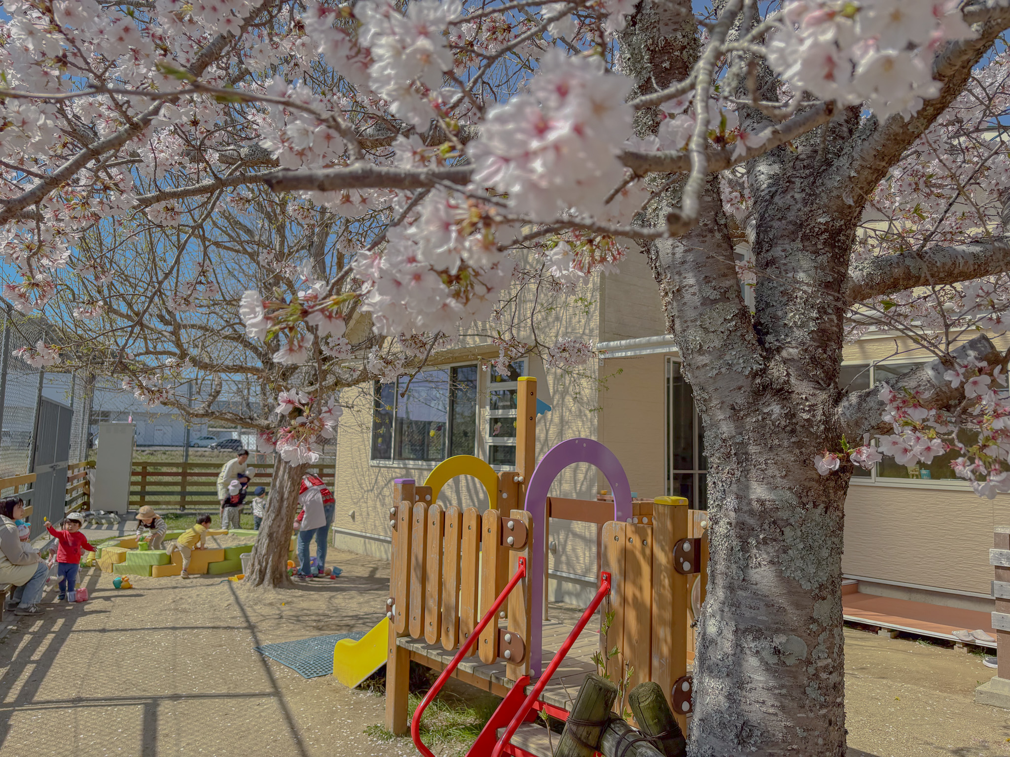 満開の桜と園庭で遊ぶ子どもたち