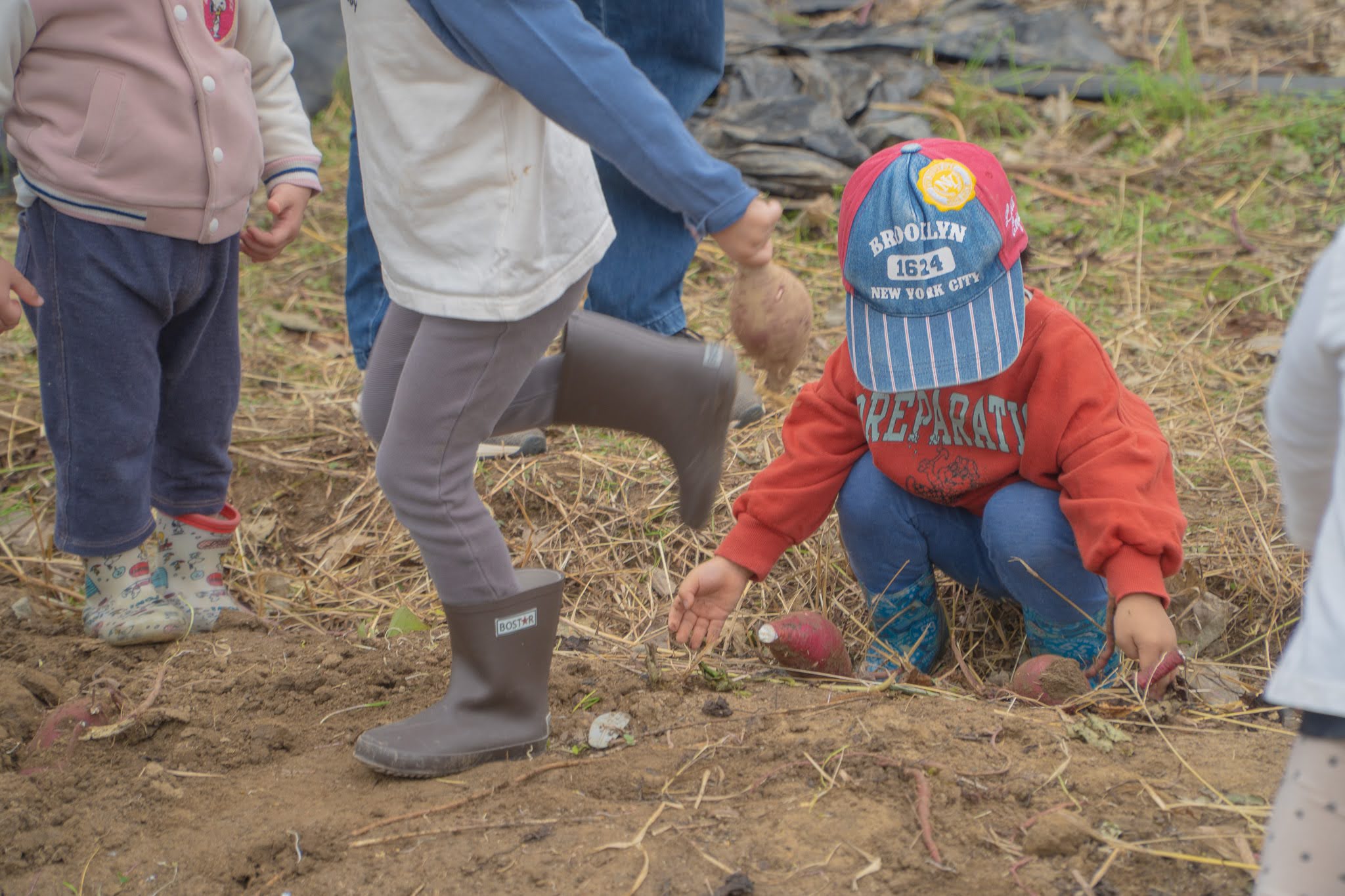 掘ったお芋を探す子どもたち