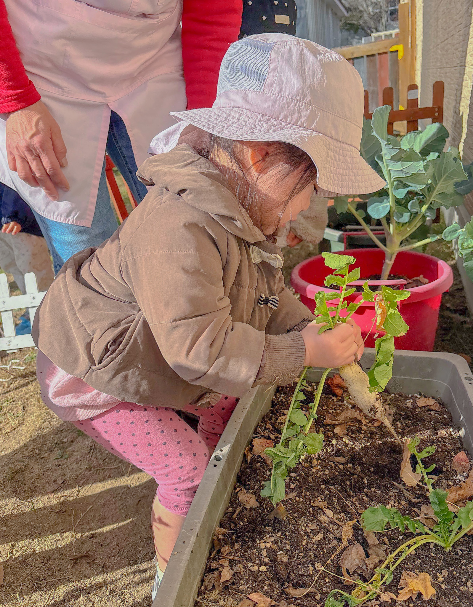 大根を引き抜く子ども