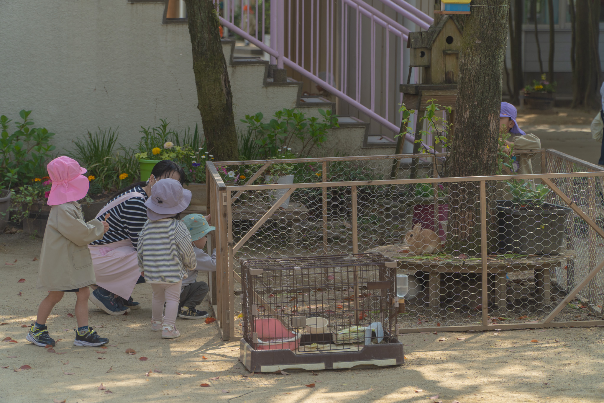うさぎを見つめる子どもたち