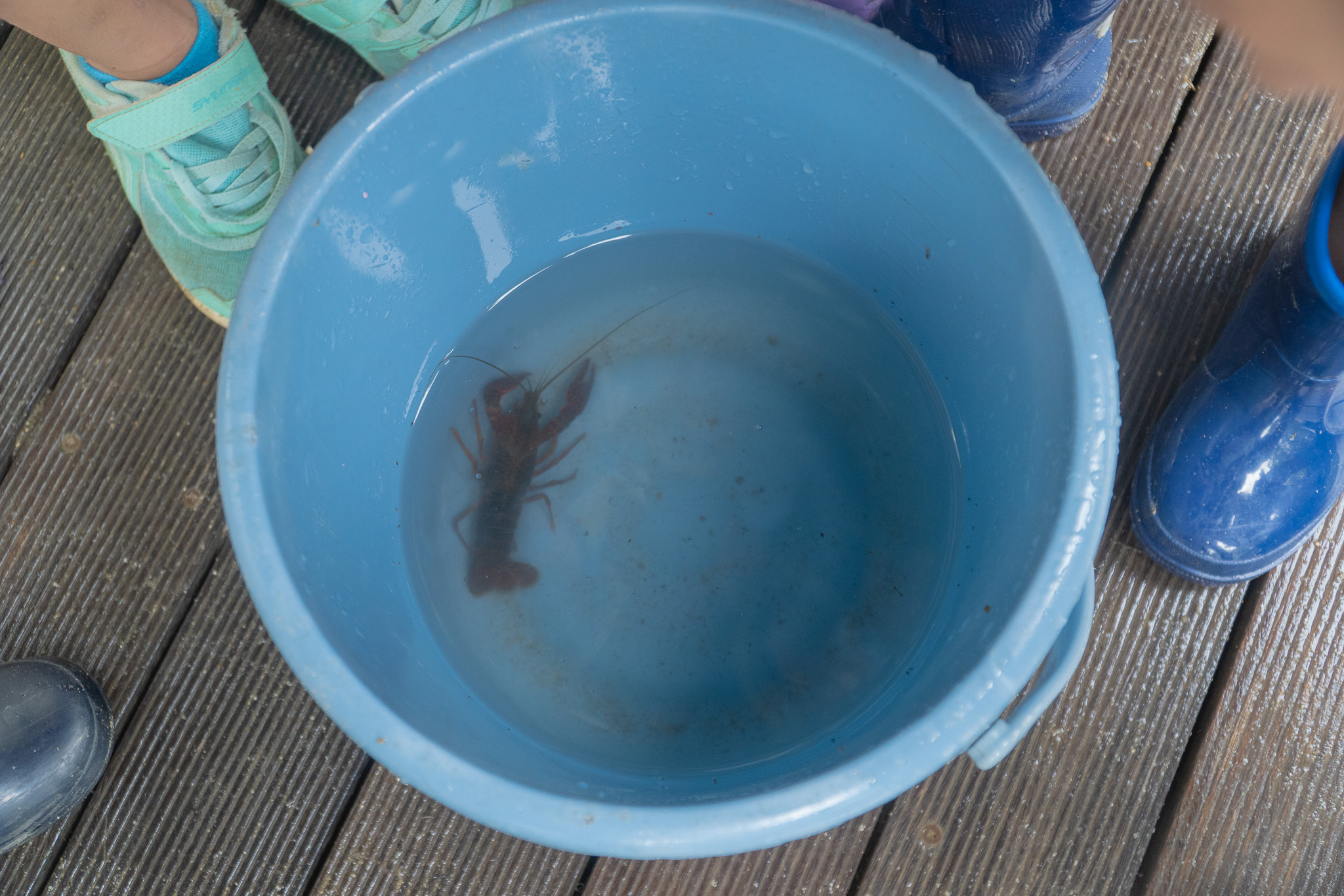 バケツに入ったザリガニ