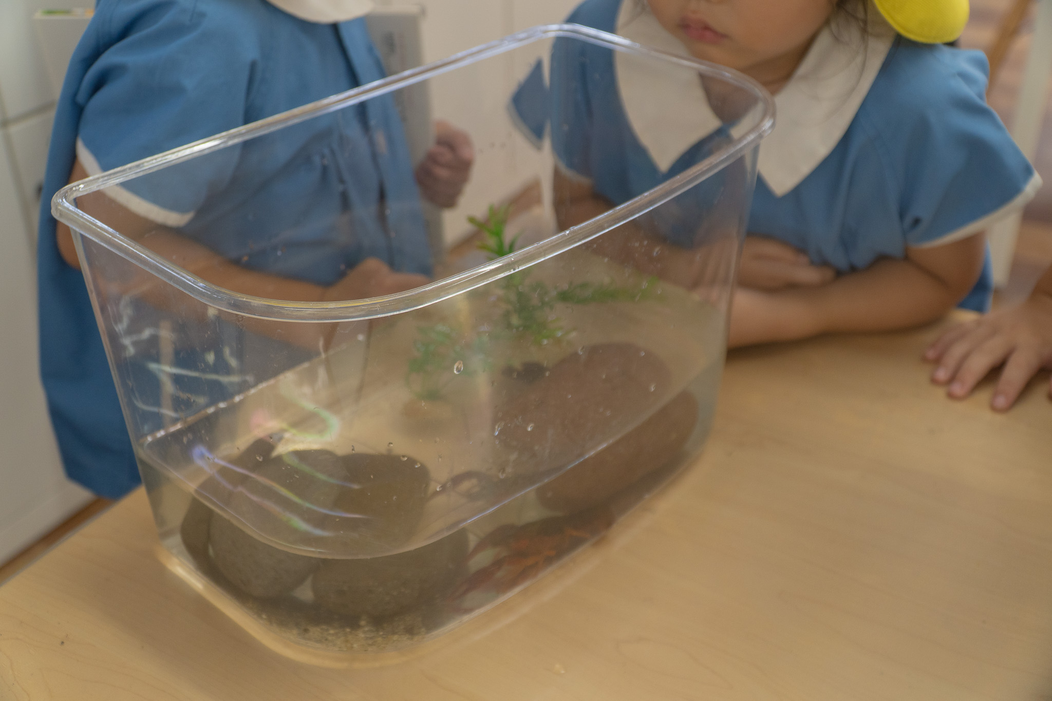 図鑑とザリガニを比べる子どもたち