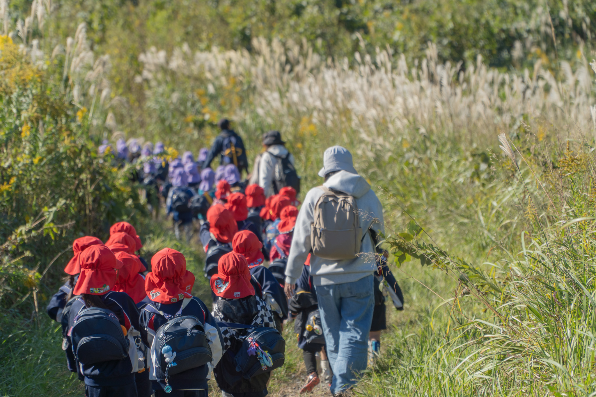 すすきの小道を歩く