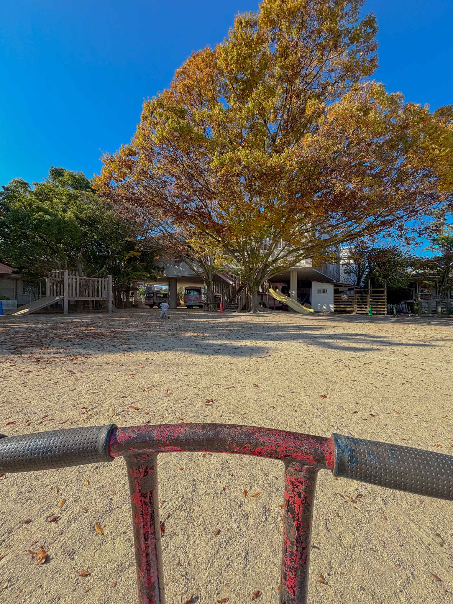 大きな木と広い園庭の風景