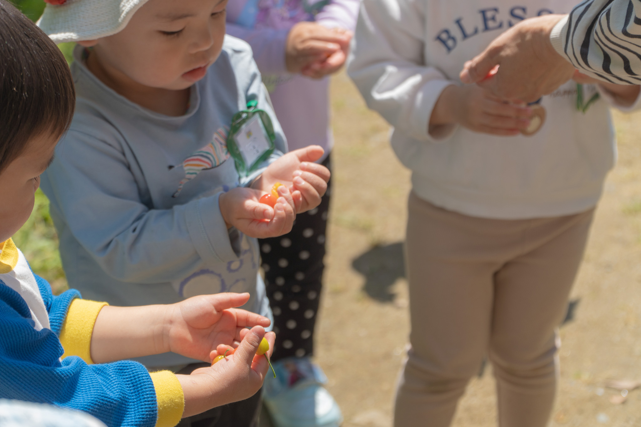 さくらんぼを見つめる園児たち