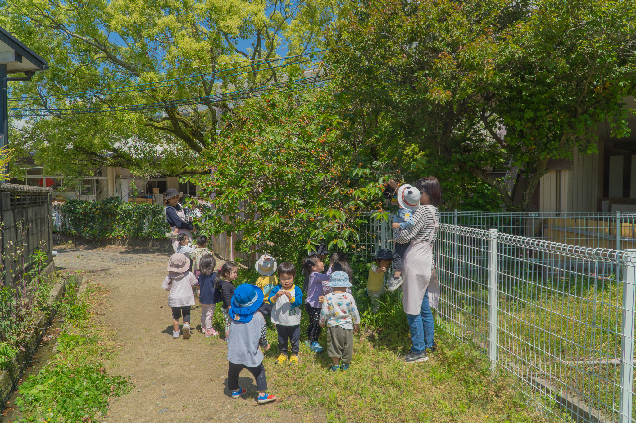 さくらんぼの木と子どもたち